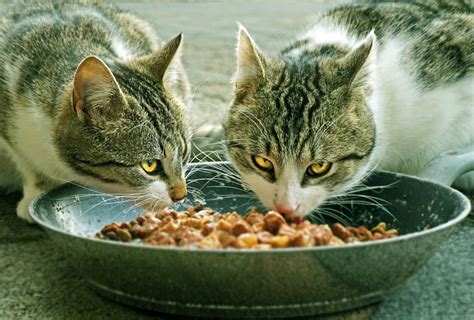 Hormonsuz ve Organik Kedi Mamalarının Uzun Vadeli Faydaları”