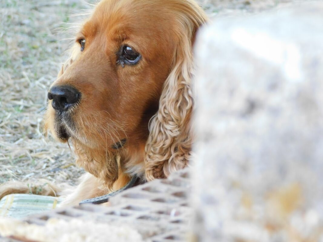 Büyüyen Puppy'ler İçin En İyi Yüksek Proteinli Mama Seçenekleri