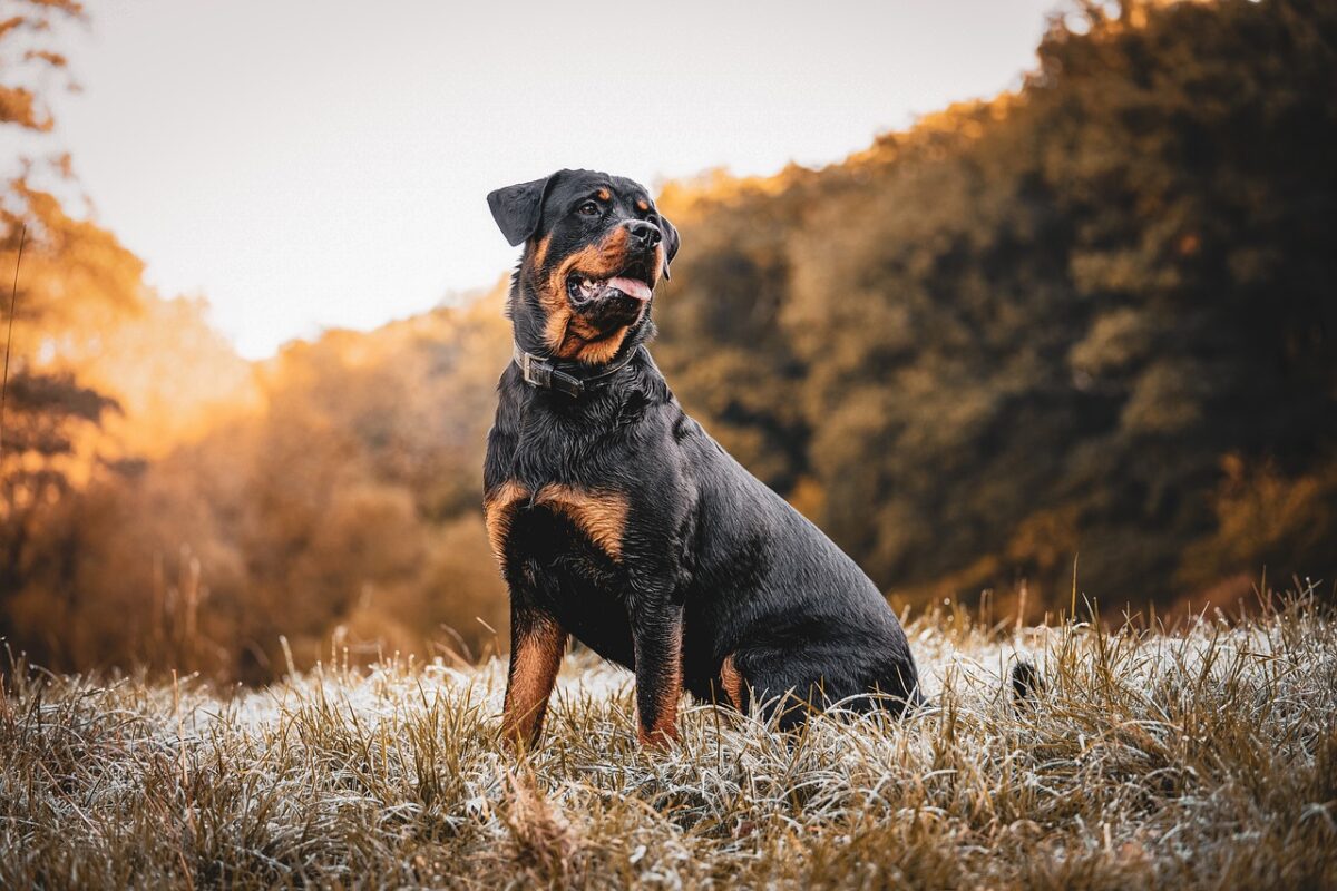 Engelli ve Özel İhtiyaç Duyulan Köpekler İçin Beslenme Stratejileri