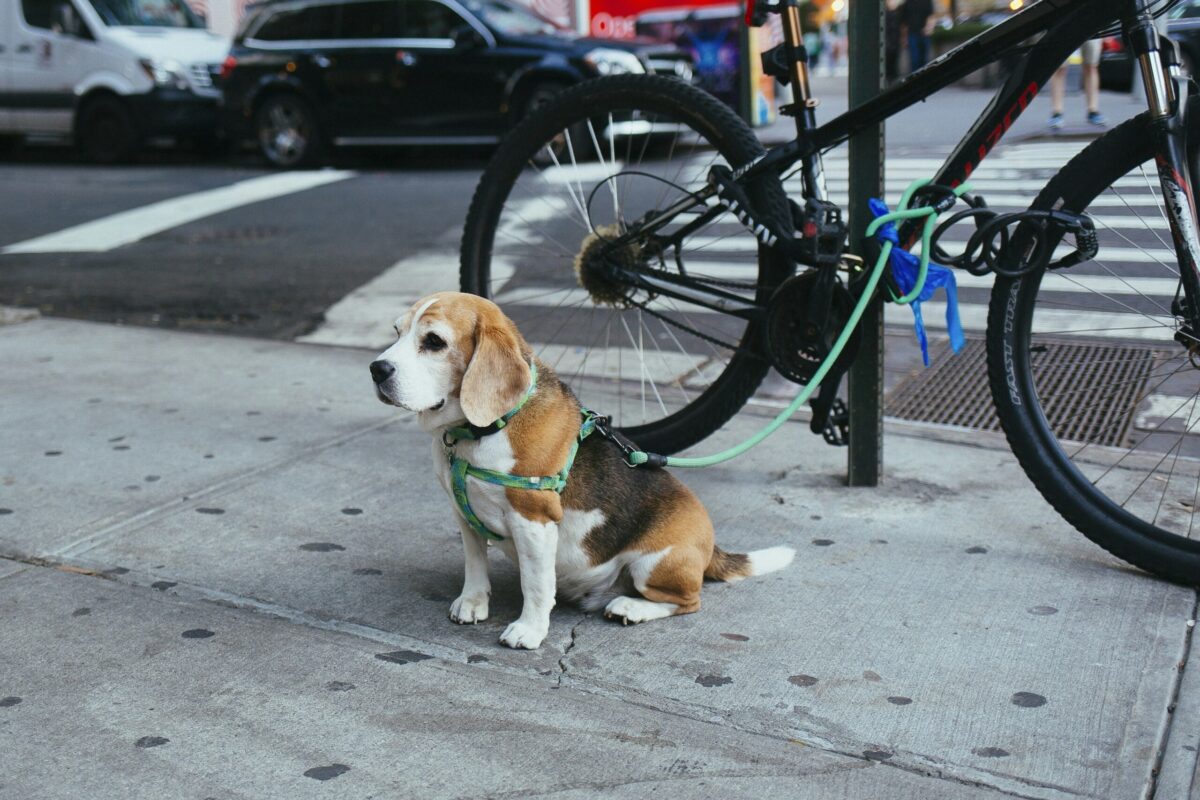 Evde köpek maması tarifi