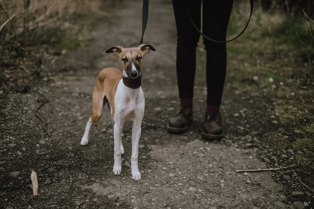 Glutensiz Köpek Maması Seçenekleri: Alerjiler İçin En İyi Alternatifler