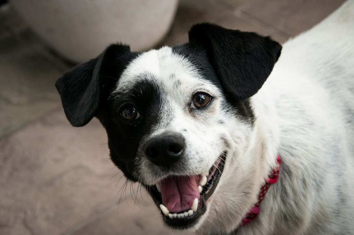 Hangi Niş Köpek Maması Markası Gerçekten Kaliteli? En iyileri karşılaştırıyoruz.