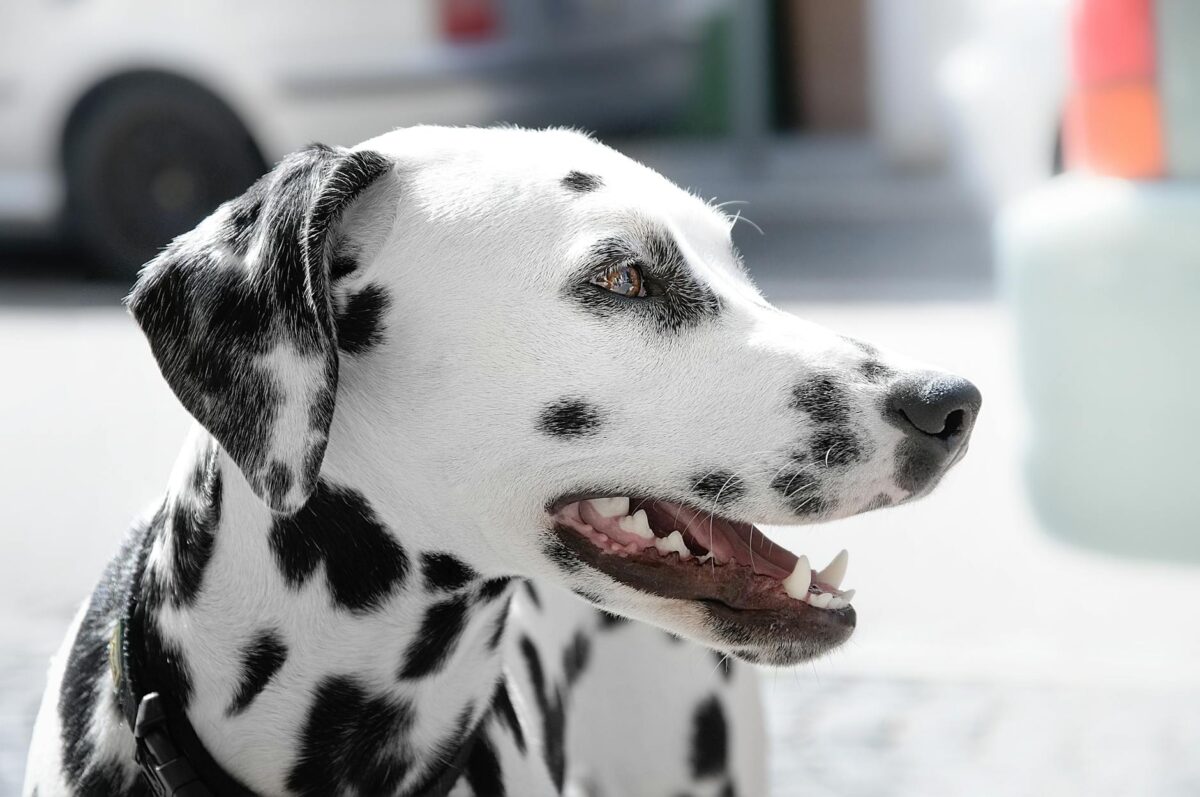 Kaşıntılı Cilt ve Mide Problemleri: Hangi Köpek Maması Daha İyi?