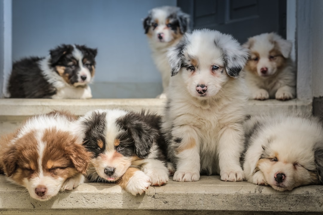 Köpeğinizin Hüsranı: En Sık Yapılan Mamanın Yanlışları