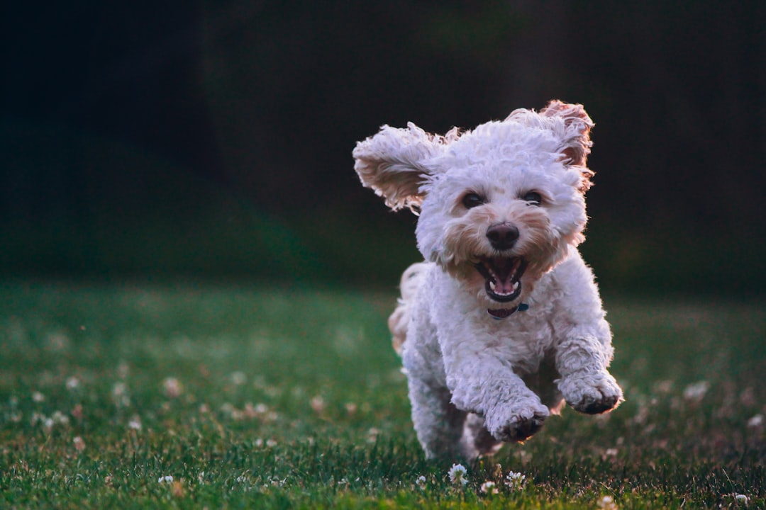 Köpeğinizin Yaşına Göre İhtiyacı Olan Besin Değerleri: Hangi Mama Daha İyi?