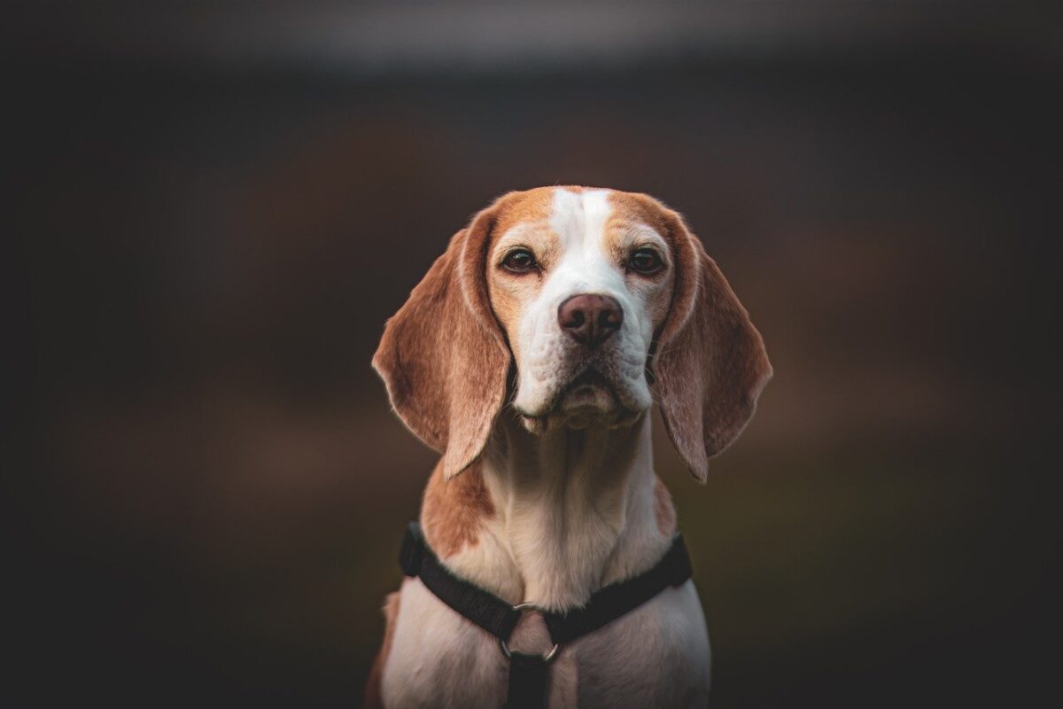 Köpek Beslenmesinin Fizyolojik Etkileri: Mama İle Sağlık Bağı