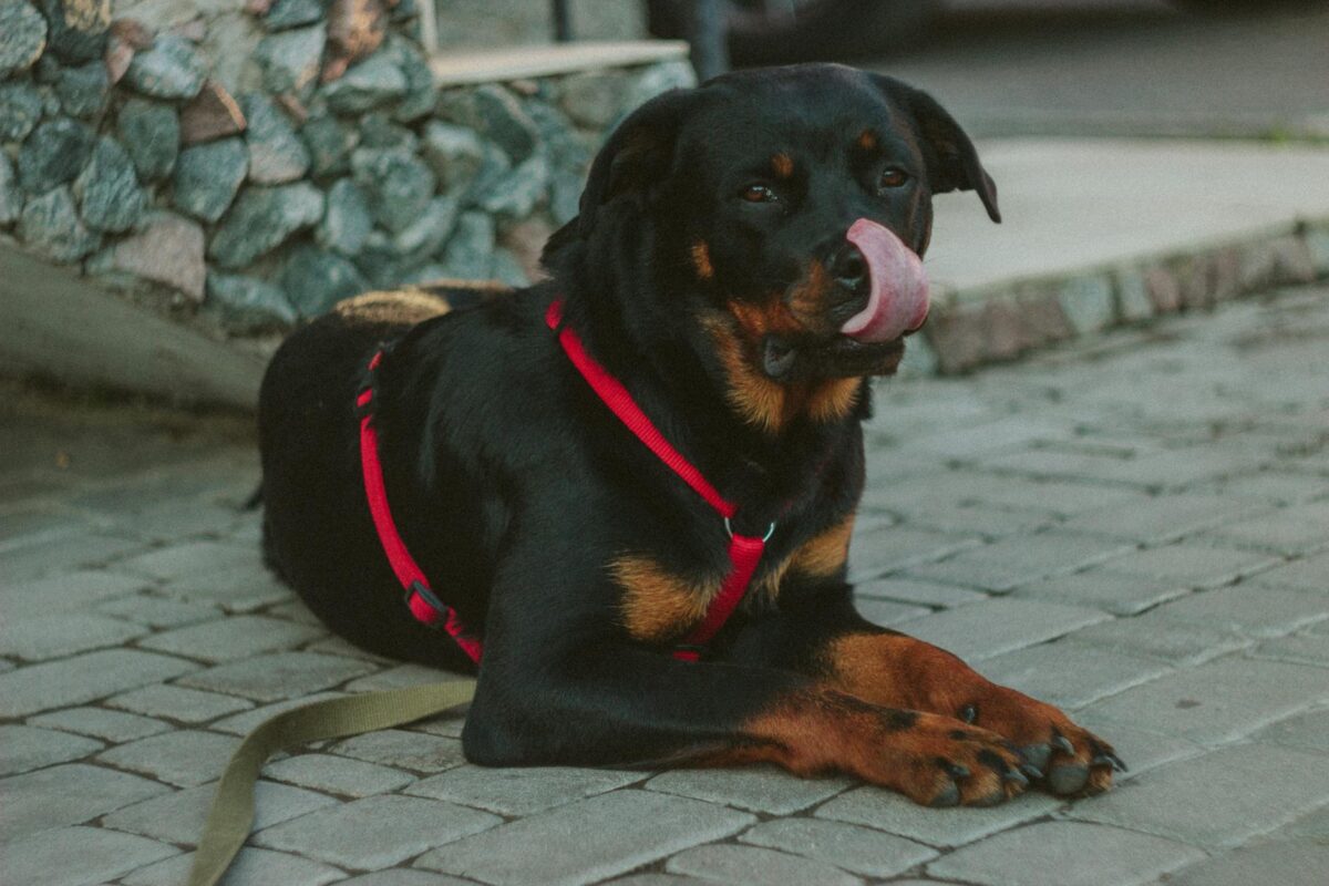 Köpek Mamanızın Gelişimi: İyi Seçim için Kalite Kontrol Belgeleri