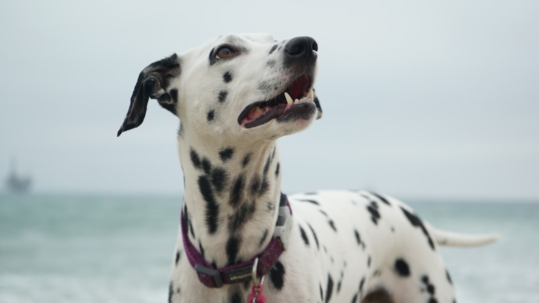 Köpek Mamanızın Kalitesini Nasıl Anlarsınız? Etiket Okuma Rehberi