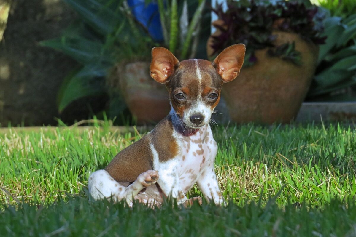 Köpeklerde Hiperaktiviteyi Yönetme: Beslenme ile Denge Sağlama