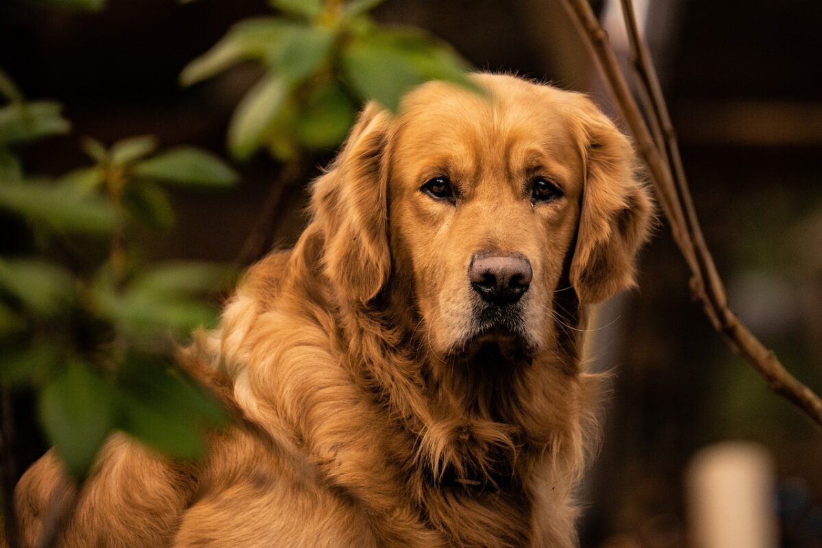 Köpeklerin Duyarlılıklarına Göre Mama Seçimi: Ne Yapmalısınız?