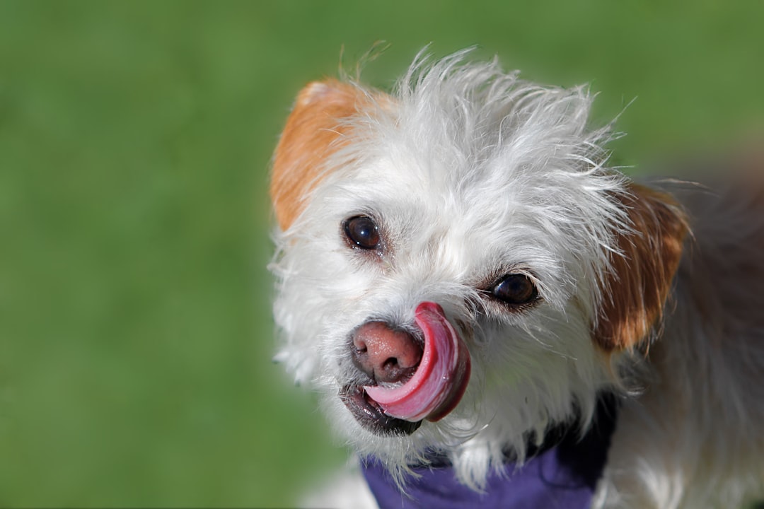 Köpeklerin Sindirim Sağlığı İçin En İyi Besin Takviyeleri ve Mamalar