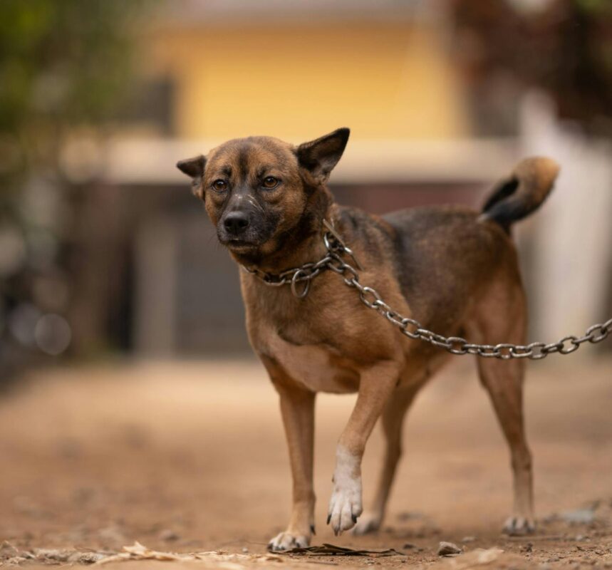 Köpeklerin Sinir Sağlığı: Doğru Mama Seçimi ile Stresi Azaltma