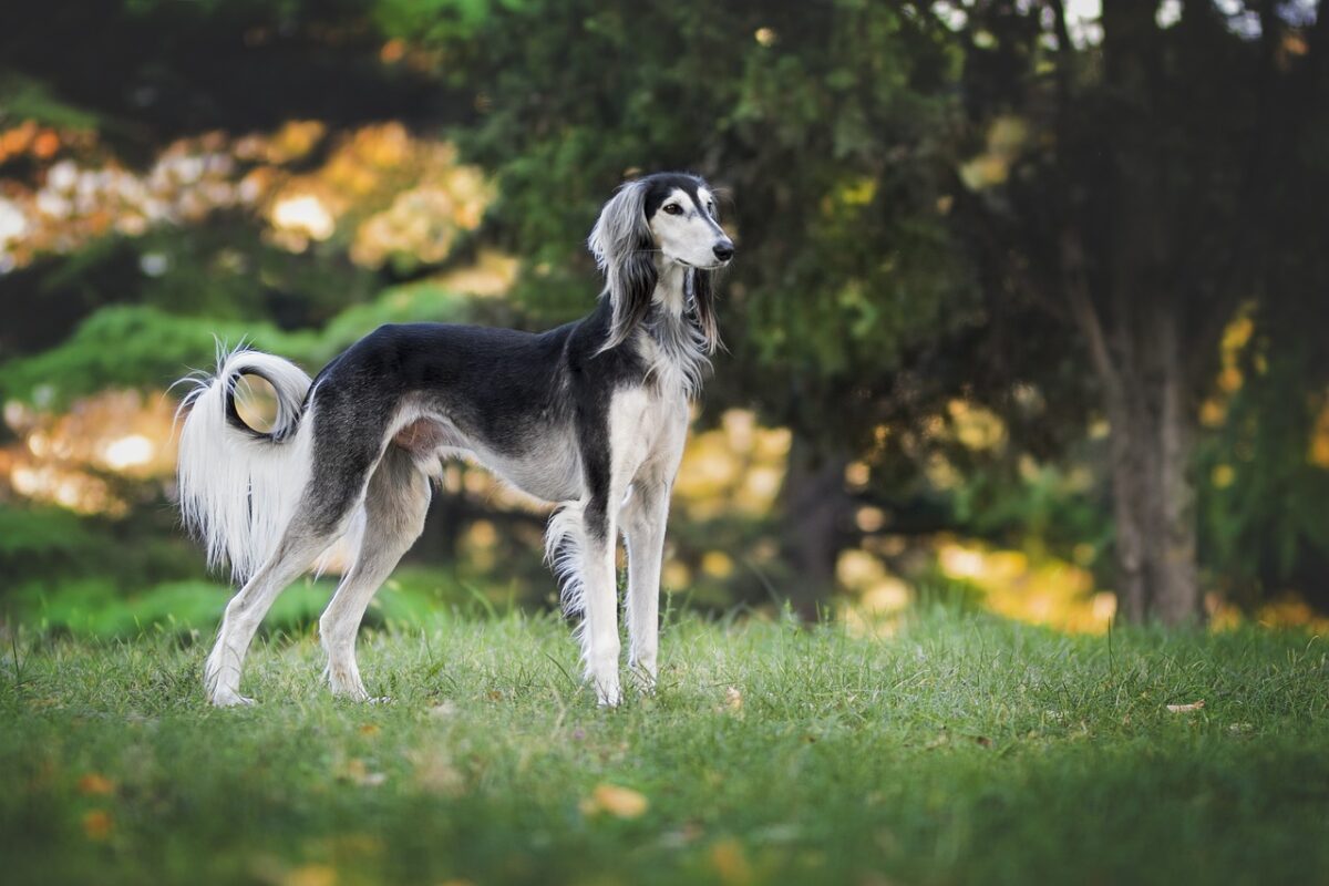 pratik köpek maması