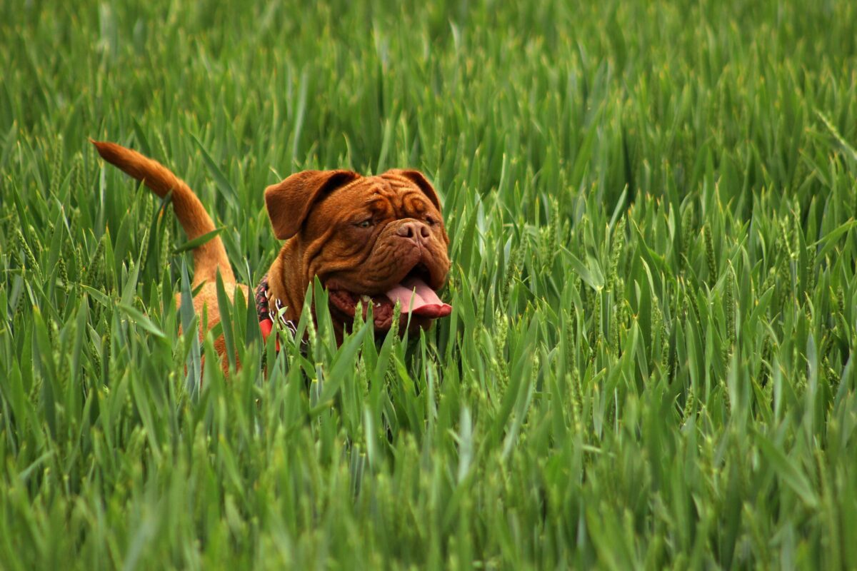 soya köpek maması