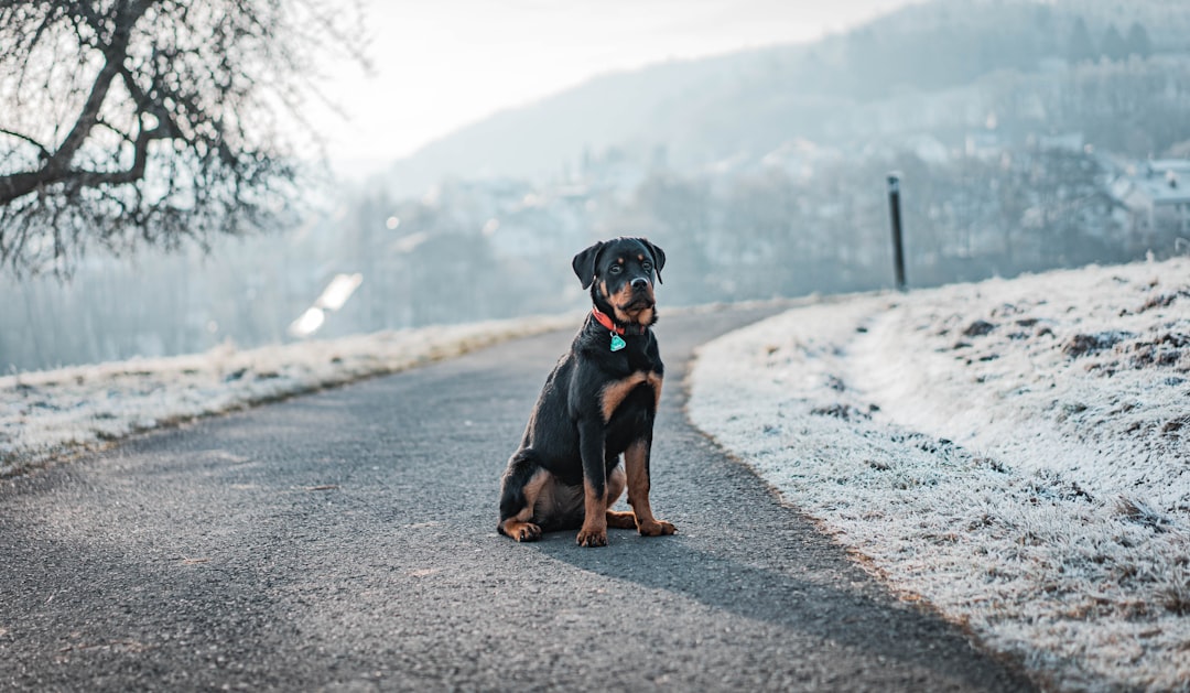 Spesifik Sağlık Problemleri Olan Köpekler İçin Özel Mamalara Dalış