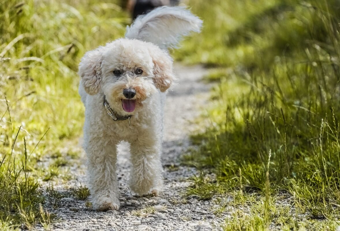 Tatlı Kartof ve Diğer Sağlıklı Alternatifler: Köpek Mamanızı Nasıl Zenginleştirirsiniz?