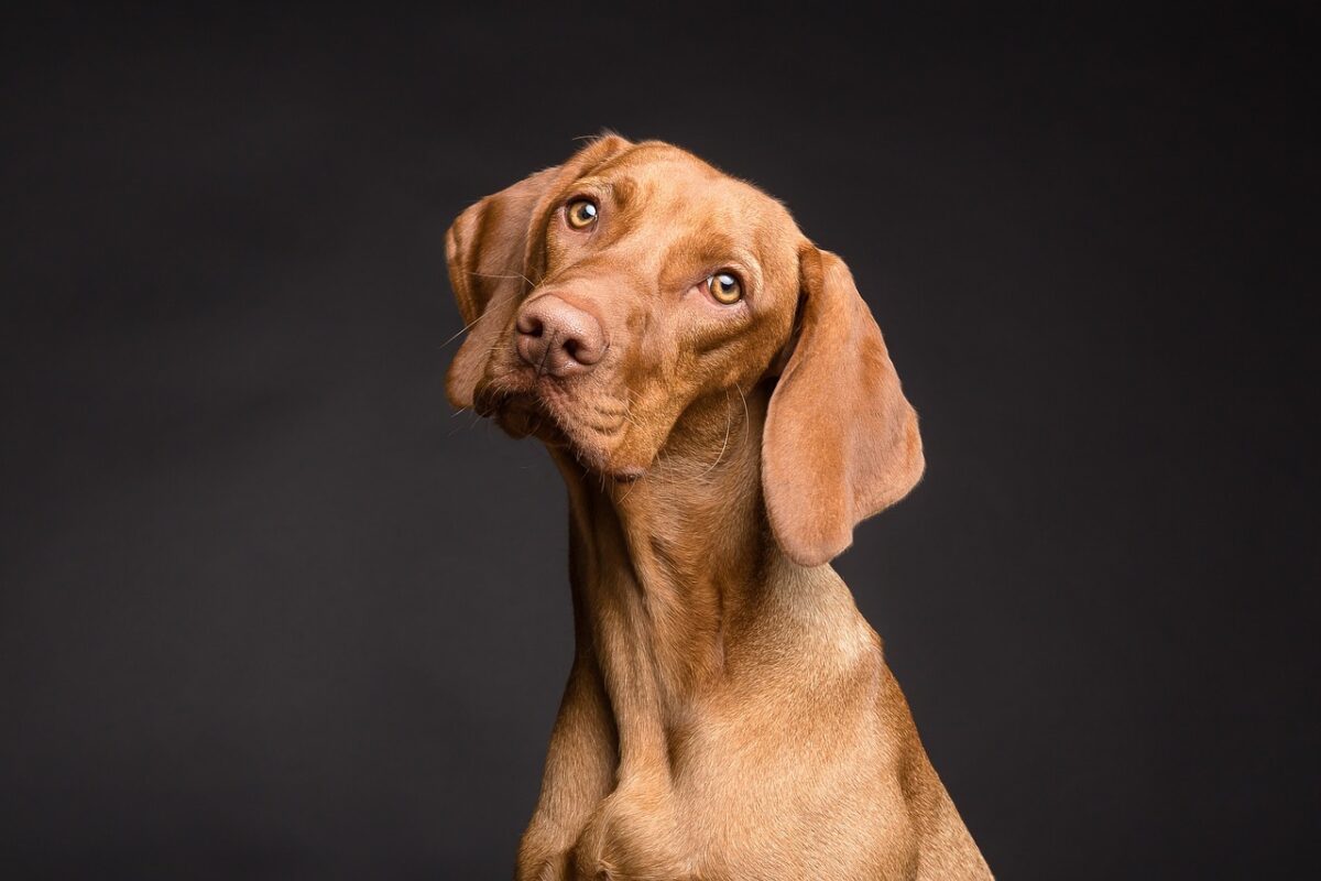 Yaşlı Köpekler için Kalp Sağlığını Destekleyici Mama Seçenekleri