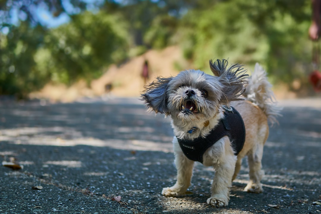 Yerli ve Doğal: Türkiye’de Üretilen En İyi Köpek Mamaları