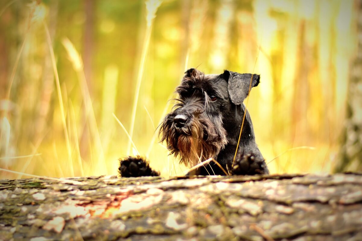 Yüksek Faydası Olan Vitaminler: Köpek Mamanızda Olması Gerekenler