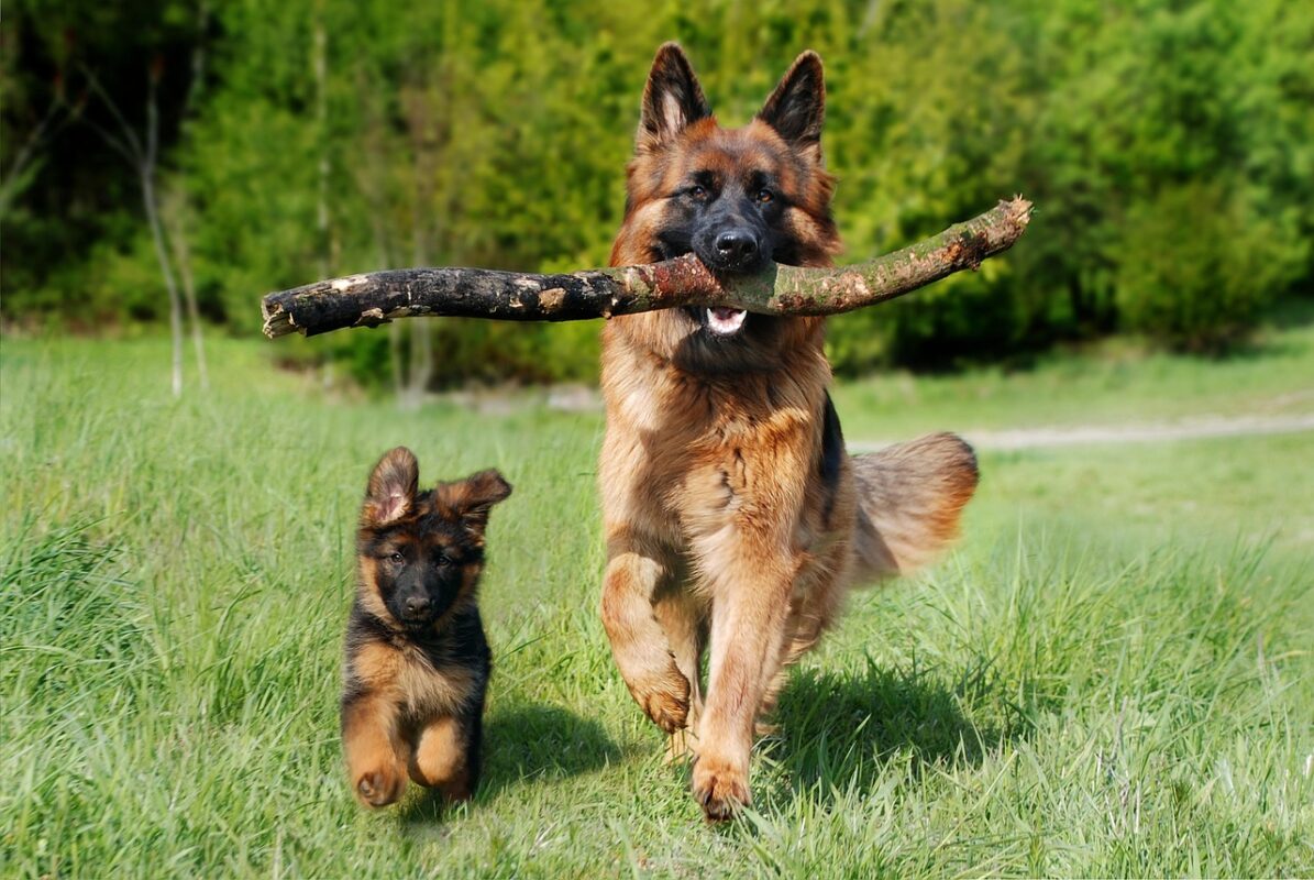 2024'ün En İyi Köpek Mamaları: Sağlıklı ve Besleyici Seçenekler