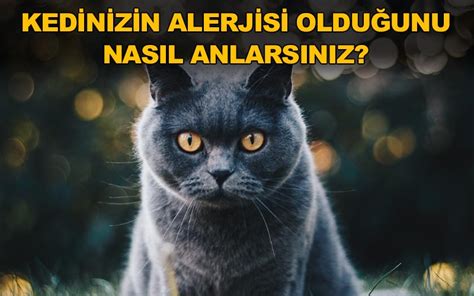 Hipoalerjenik kedi mamaları