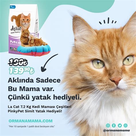 Kedi maması alışveriş rehberi