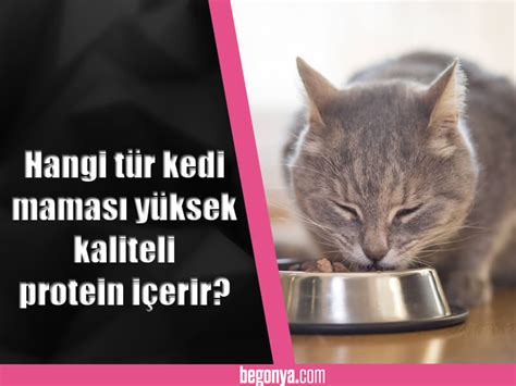 Kedi maması içerikleri