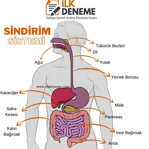 Kuşlarda sindirim sağlığı