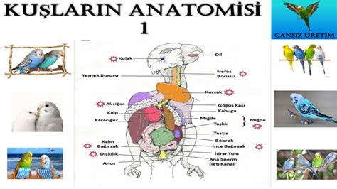 Kuşlarda sindirim sağlığı