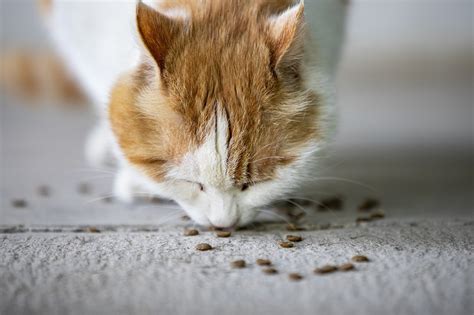 Yavru kediler için kedi maması