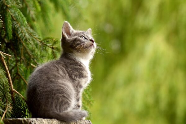 Akıllı Kedi Tuvaleti: Kediler İçin En İyi Çözüm