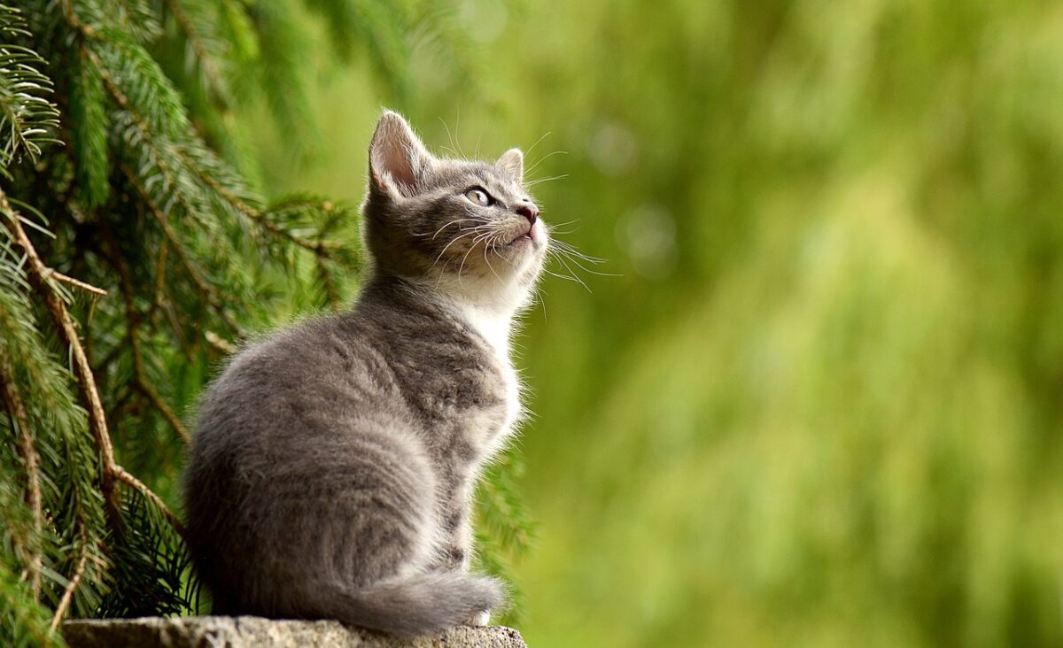 Akıllı Kedi Tuvaleti: Kediler İçin En İyi Çözüm