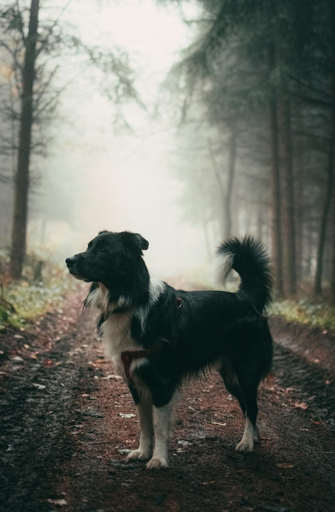 beyaz köpek özellikleri