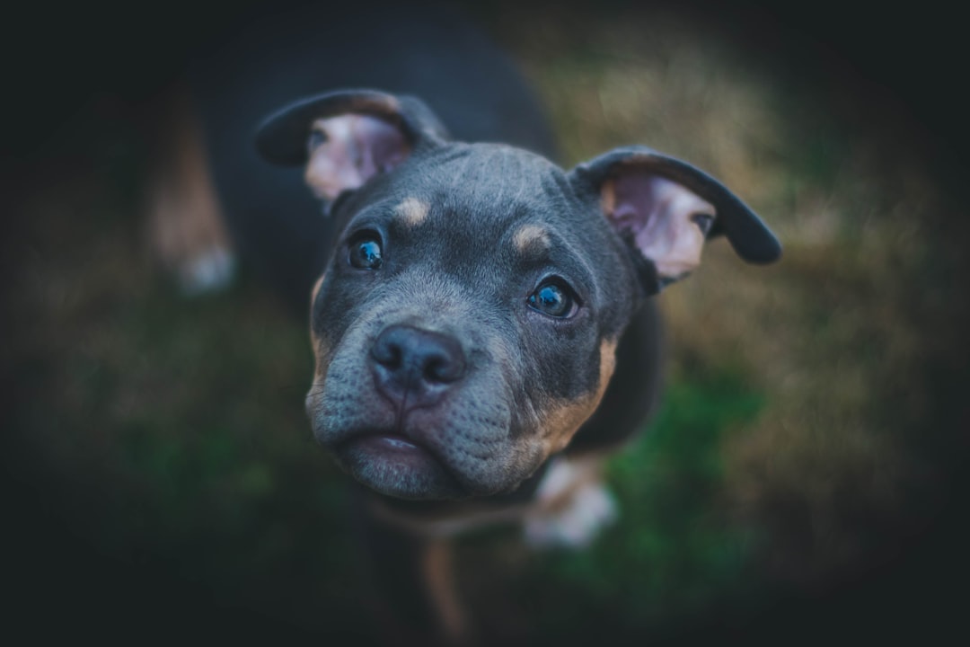 Beyaz Tüylü Köpek: Sevimliliğiyle Dikkat Çeken Yavrular