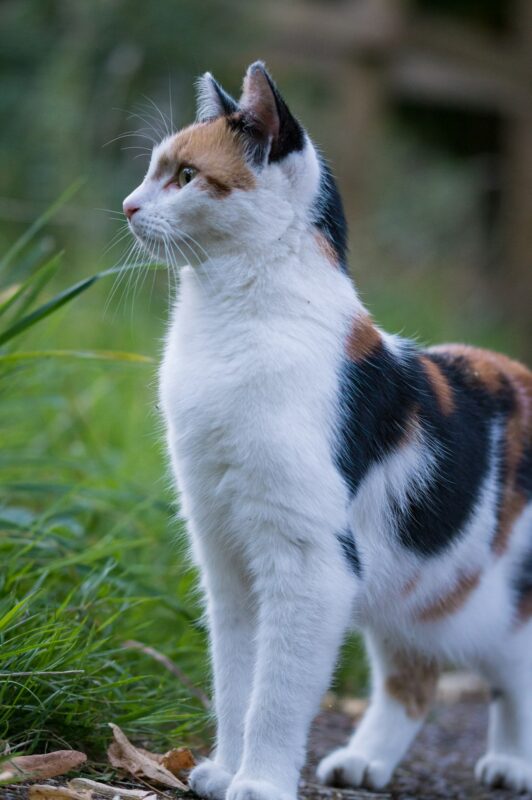 enjoy kedi maması