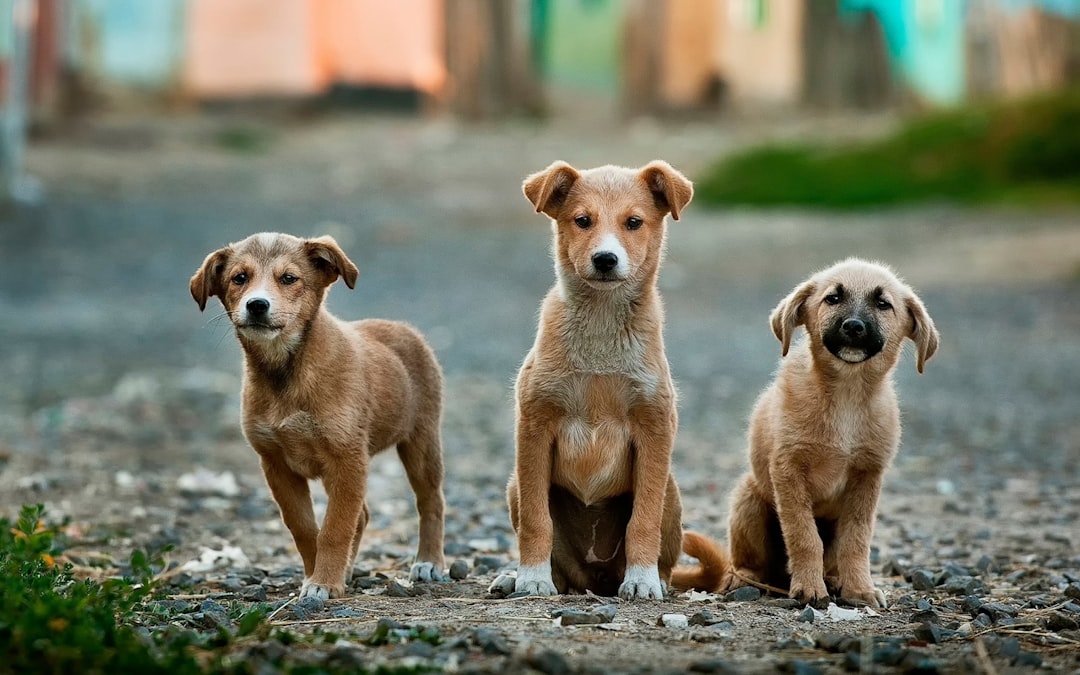 Enjoy köpek mama