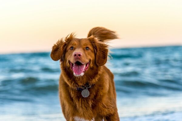 Goody Köpek Maması 15 KG: Hem Ekonomik Hem Lezzetli