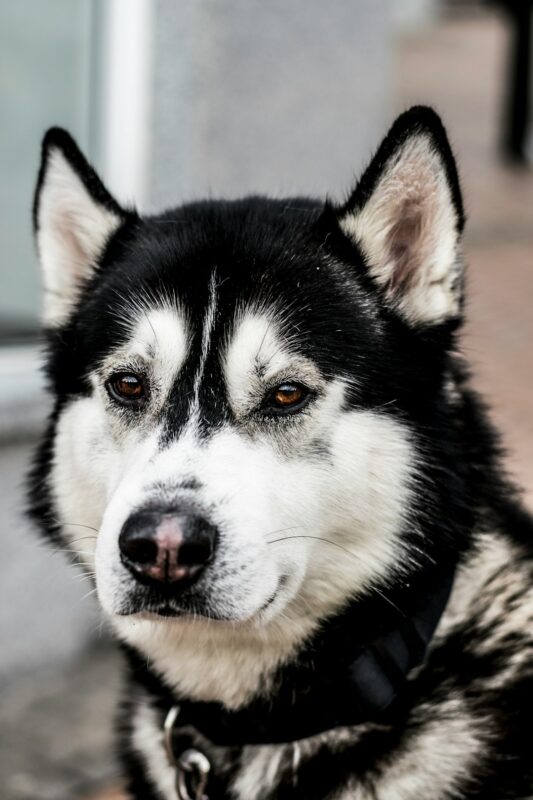 goody köpek maması 15 kg