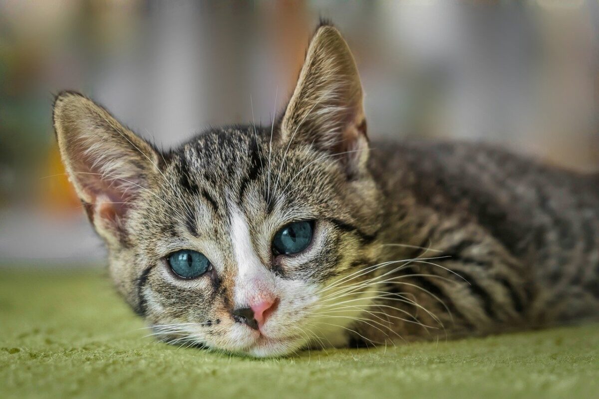 Kedi Müzesine Yolculuk: Farklı Kedilerin Dünyası