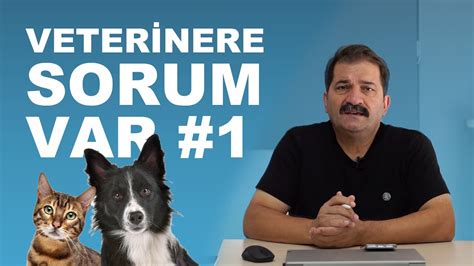 köpek maması seçim ipuçları