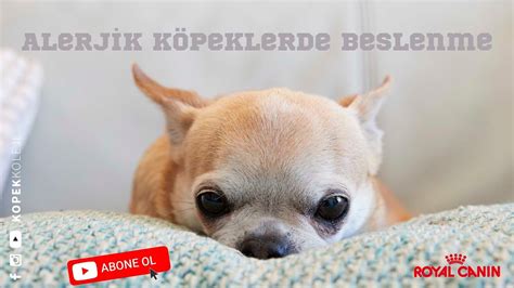 alerjik köpeklere uygun mama