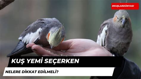 kuş yemi seçim ipuçları