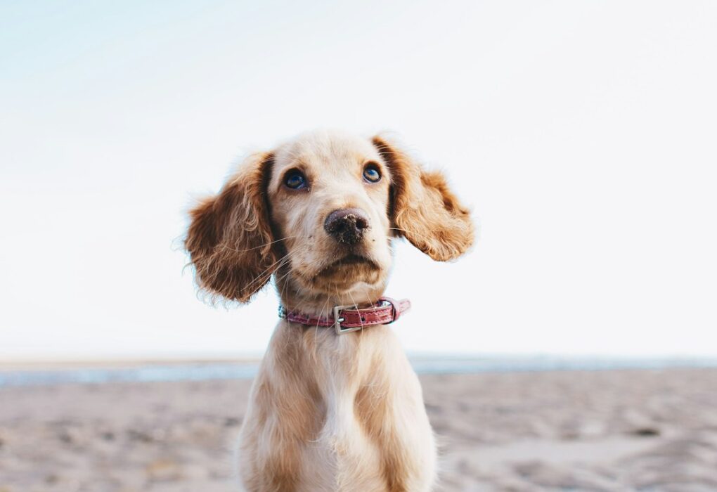 ND Köpek Maması Nedir? Avantajları ve Dezavantajları