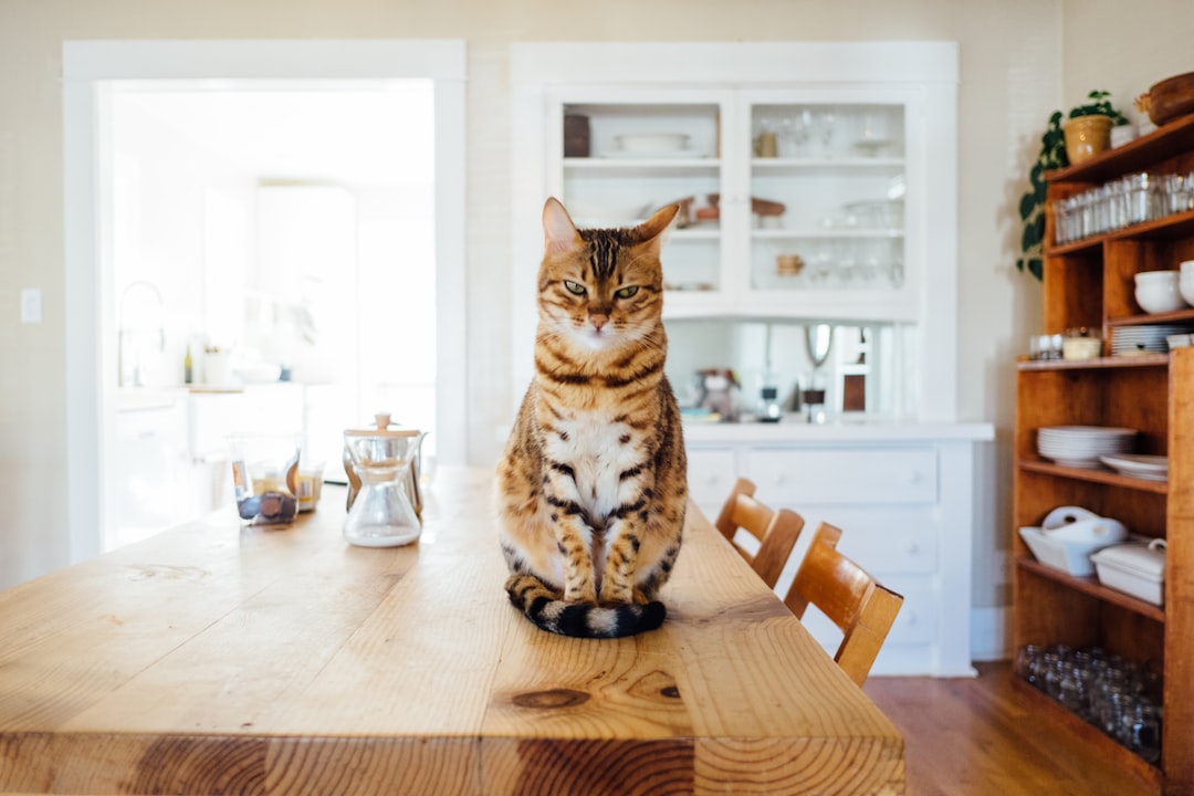 Proplan kedi maması