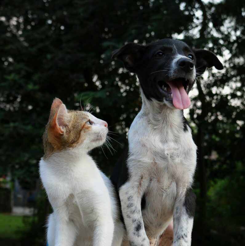 proplan yavru kedi maması