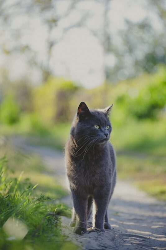 rüyada ölü kedi görmek