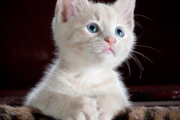 Rüyada Ölü Kedi Görmek: Anlamı ve Yorumları