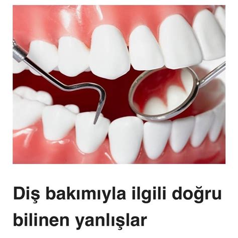 yaşlı köpek mamaları