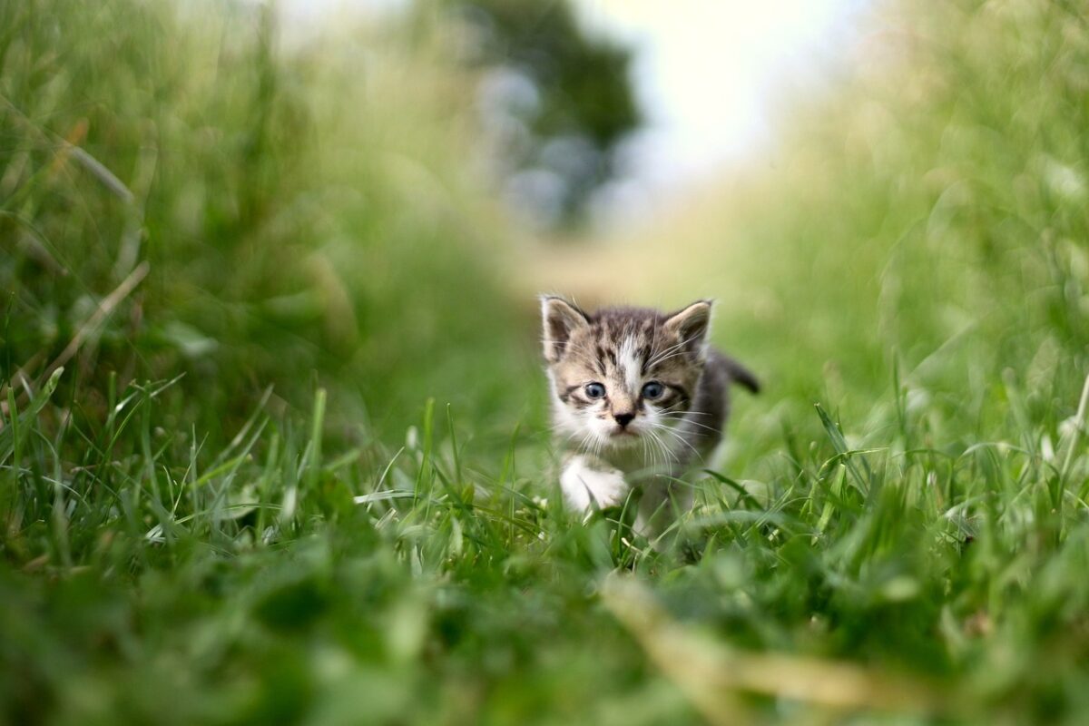 yavru kedi yaş mama